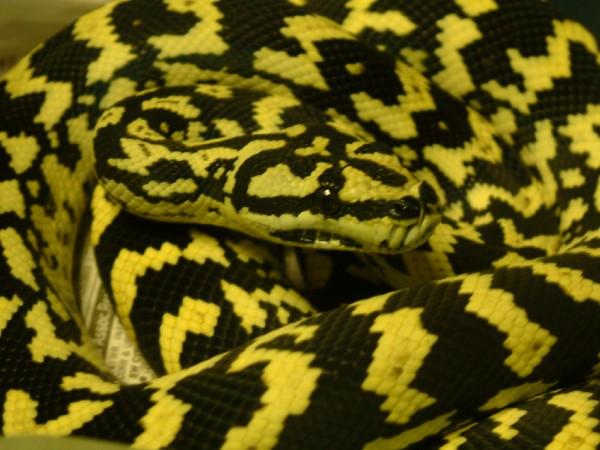 06 Female Jungle Carpet