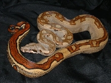 06 Female Jungle Het Albino