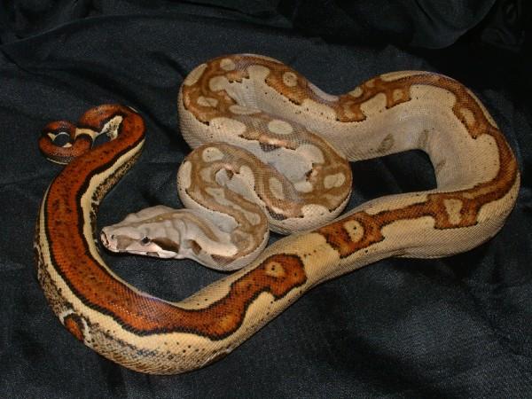 06 Female Jungle Het Albino