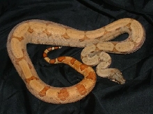 06 Female Vanishing Pattern Hypo