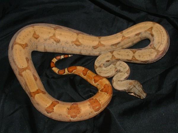 06 Female Vanishing Pattern Hypo