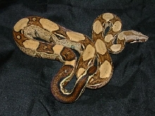 06 Male Harlequin