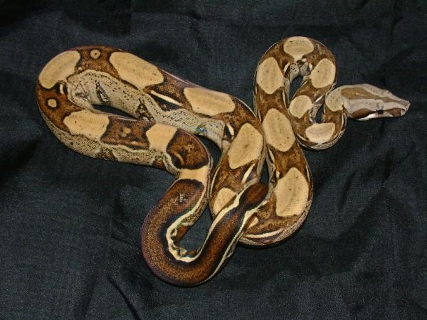 06 Male Harlequin