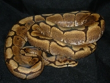 06 Male Spider Ball