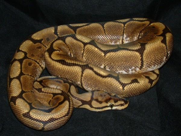 06 Male Spider Ball