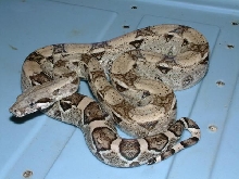 06 Female Anery Het Snow