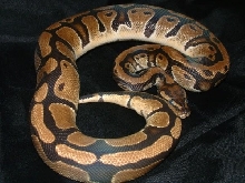 06 Female Ball