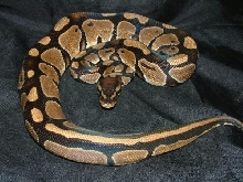 06 Female Het Albino Ball