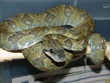 06 Female Madegascar Tree Boa