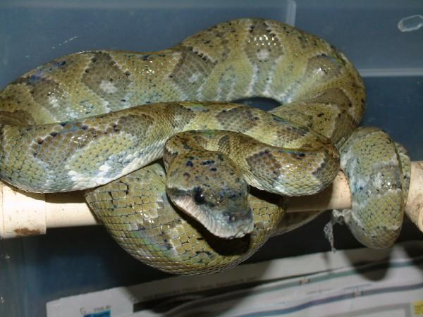06 Female Madegascar Tree Boa