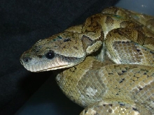 06 Female Madegascar Tree Boa