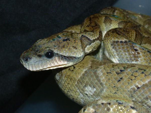 06 Female Madegascar Tree Boa