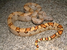 06 Female Pastel Boa