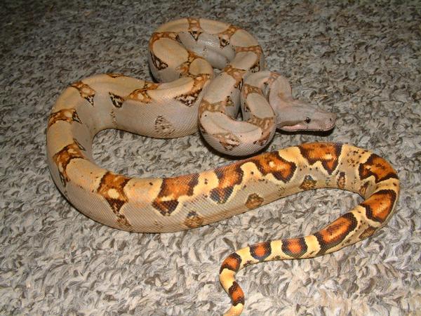 06 Female Pastel Boa