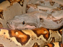 06 Female Pale Pastel Boa