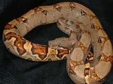 06 Female Pastel