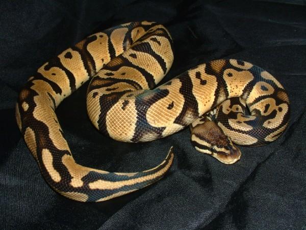 06 Female Pastel Ball