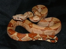 06 Female Red Group Hypo