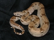 06 Male Ghost