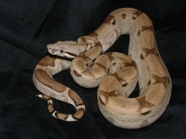 06 Male Ghost