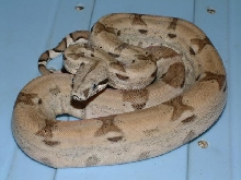 06 Male Ghost Boa