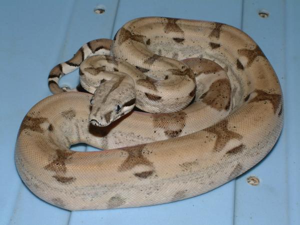 06 Male Ghost Boa