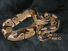 06 Male Het Albino Ball
