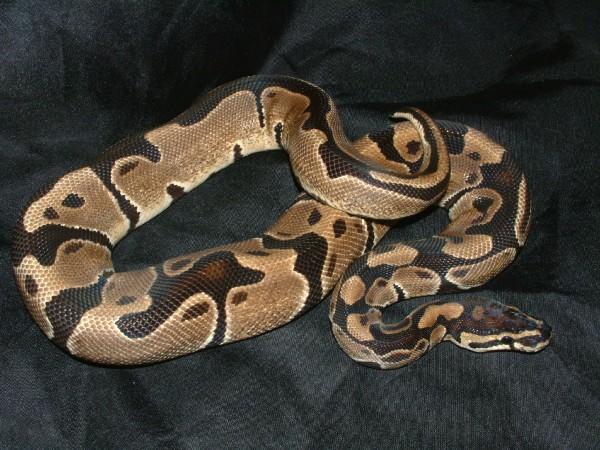 06 Male Het Albino Ball