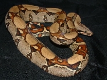 06 Male Jungle