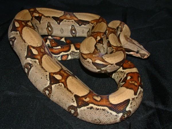 06 Male Jungle