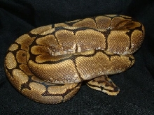 06 Male Spider Ball