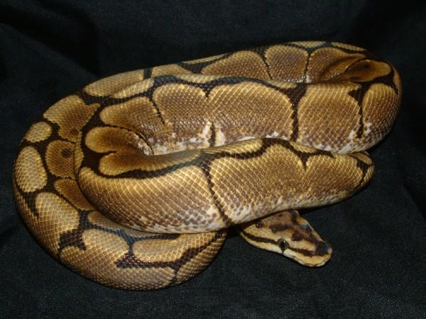 06 Male Spider Ball
