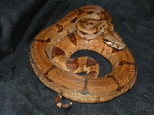 06 Thin Saddle Hypo