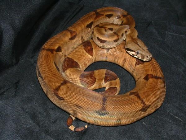 06 Thin Saddle Hypo