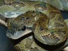 06 Female Madegascar Tree Boa
