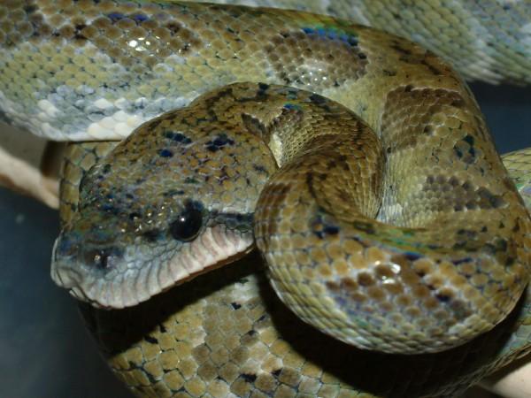 06 Female Madegascar Tree Boa