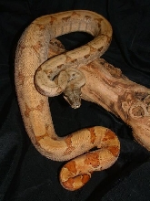 06 Female Vanishing Pattern