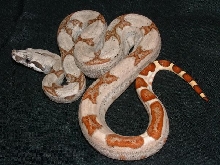07 Female Hypo Harlequin
