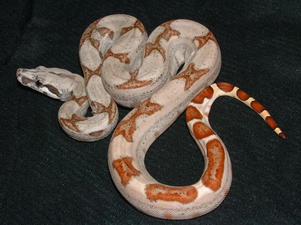 07 Female Hypo Harlequin