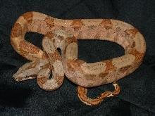 07 Female Hypo Het Albino