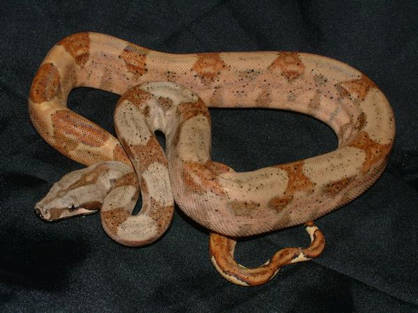 07 Female Hypo Het Albino