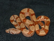 07 Female Poss Super Salmon