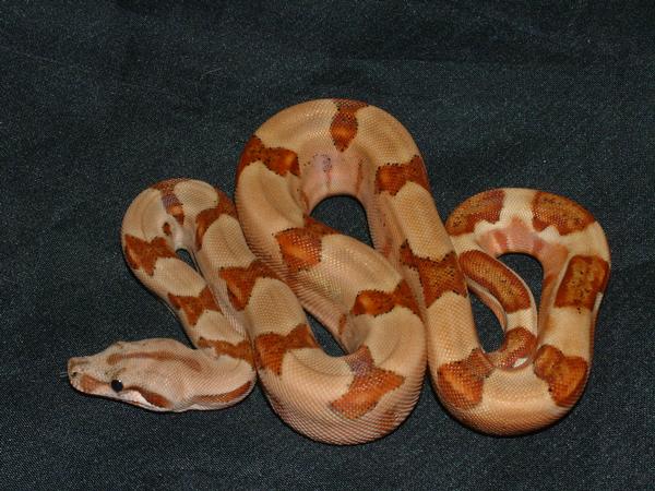 07 Female Poss Super Salmon