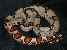 07 Female Surixcol Cross