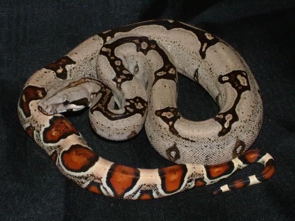 07 Female Surixcol Cross