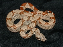 07 Male DH Sunglow