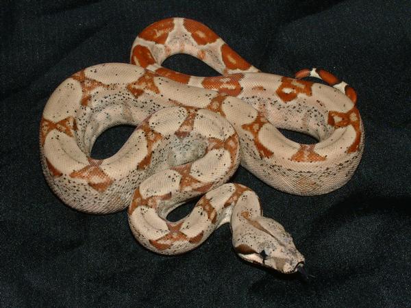 07 Male DH Sunglow