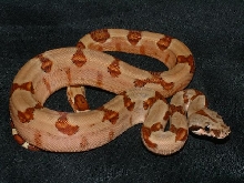 07 Male Poss Super Salmon