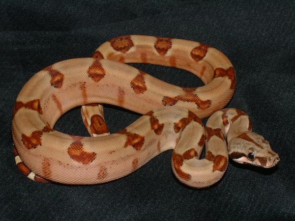 07 Male Poss Super Salmon