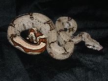 07 Male Reverse Striped Tail